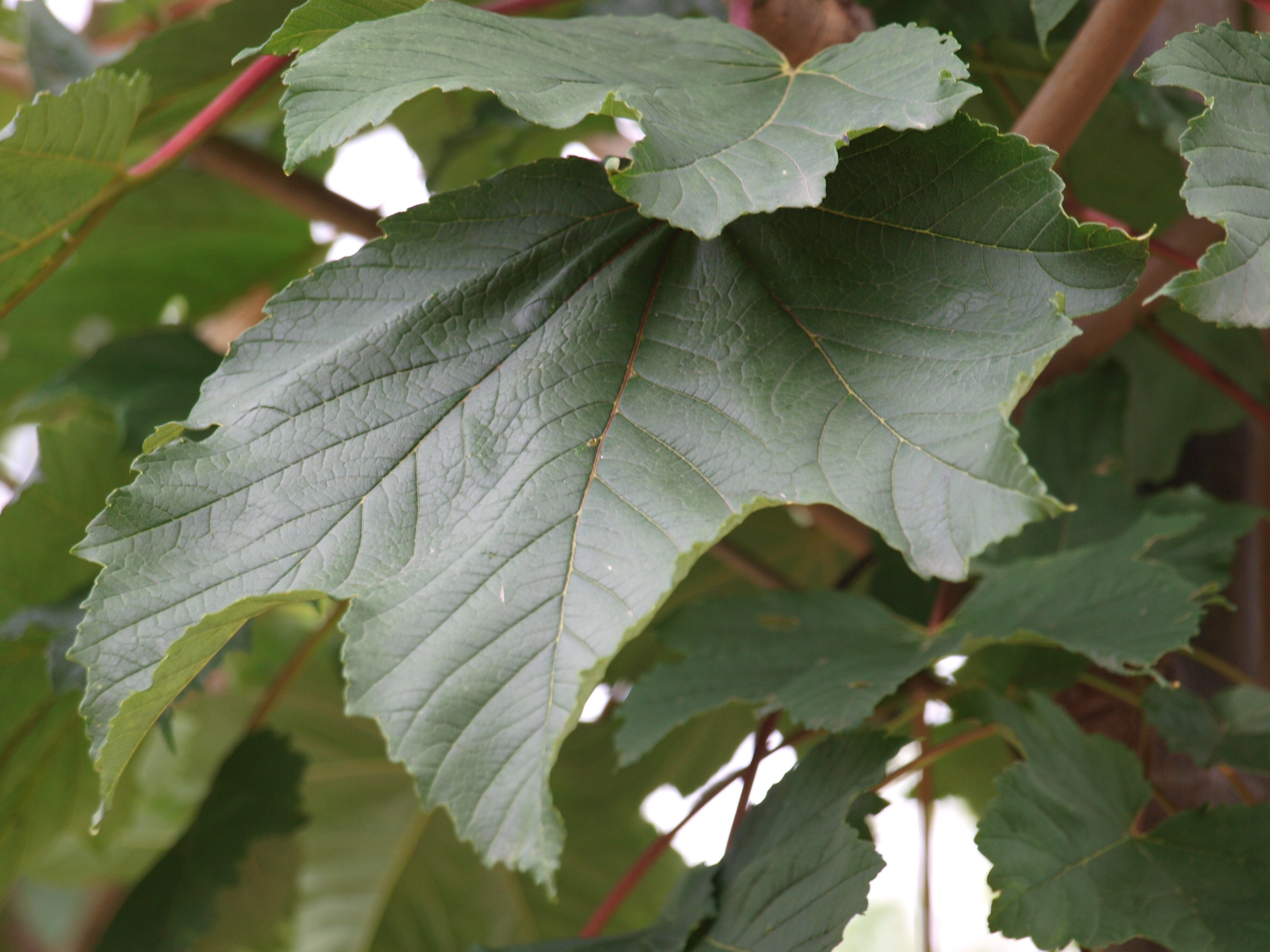 Acer pseudoplatanus 'Negenia'
